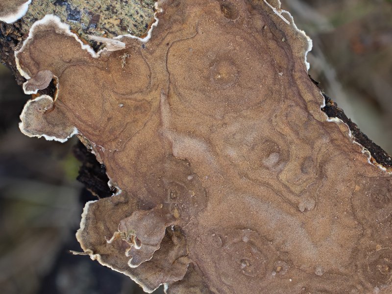 Hymenochaete tabacina